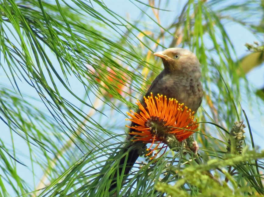 yellow billed babbler